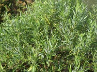 Salix acmophylla
