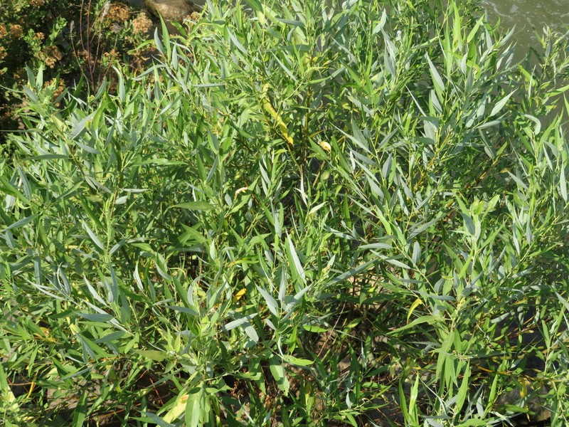 Salix acmophylla