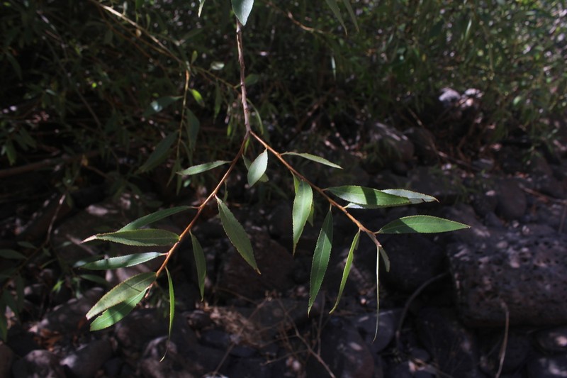 Salix acmophylla photo 2