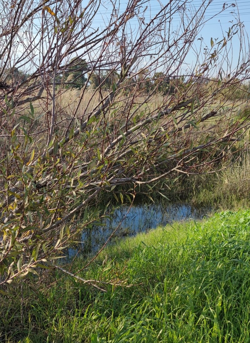Salix acmophylla photo 3