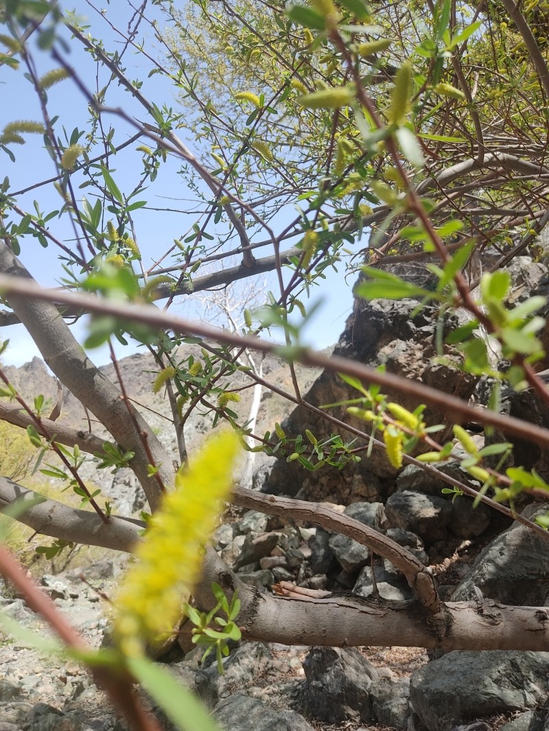 Salix acmophylla photo 4