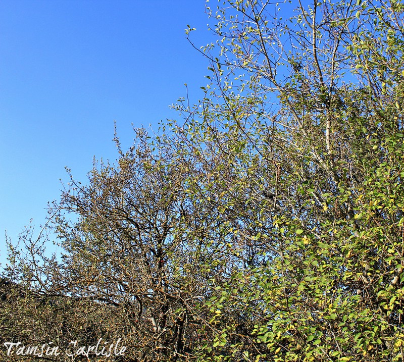 Salix acmophylla photo 5