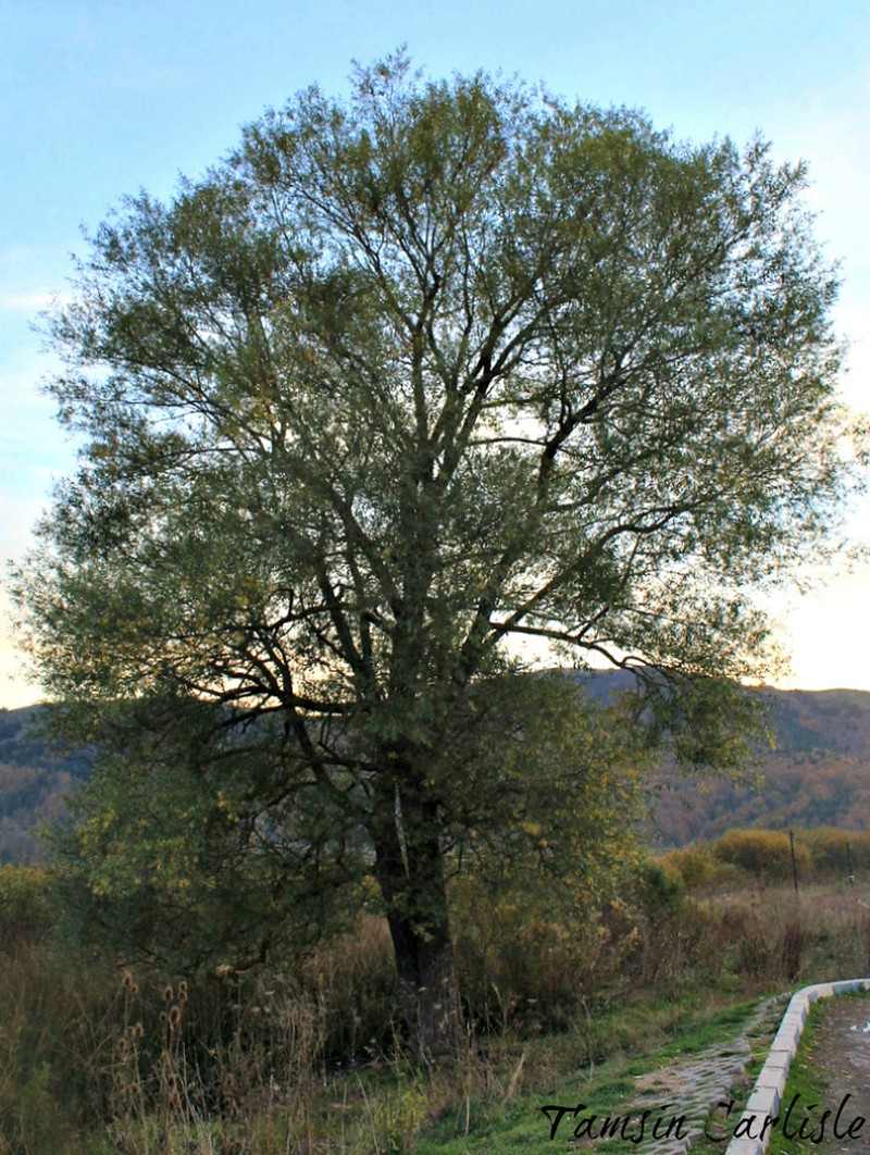Salix acmophylla photo 7