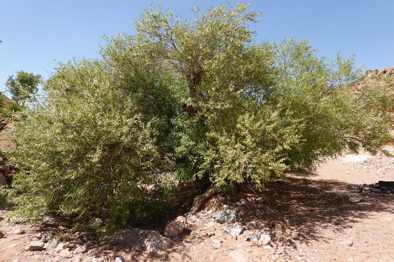 Salix acmophylla photo 8