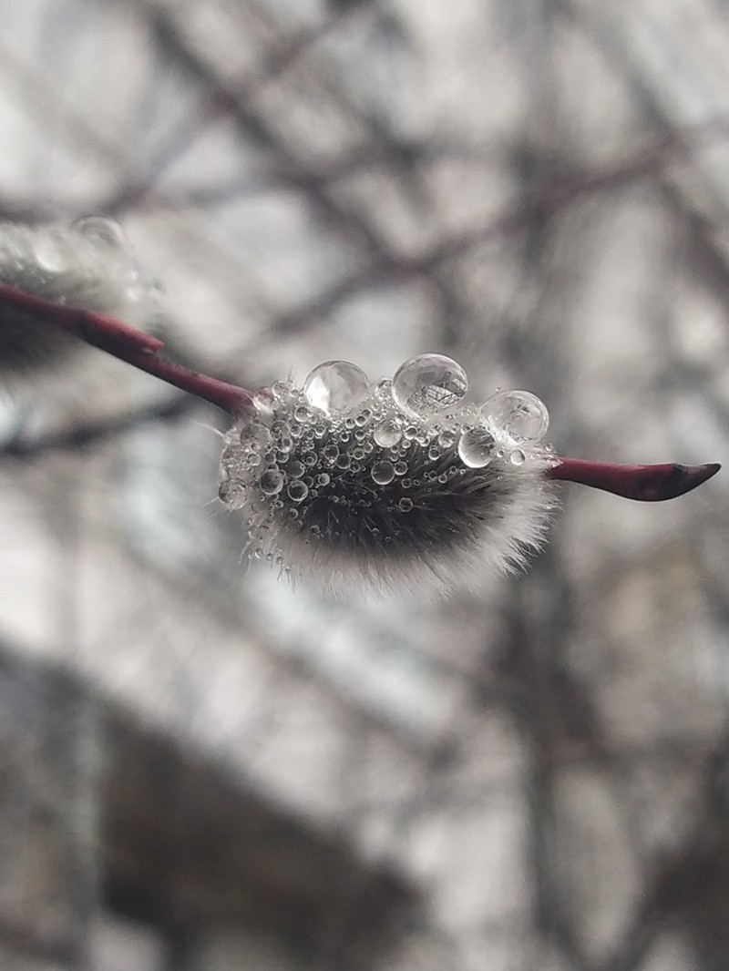 Salix acutifolia photo 2