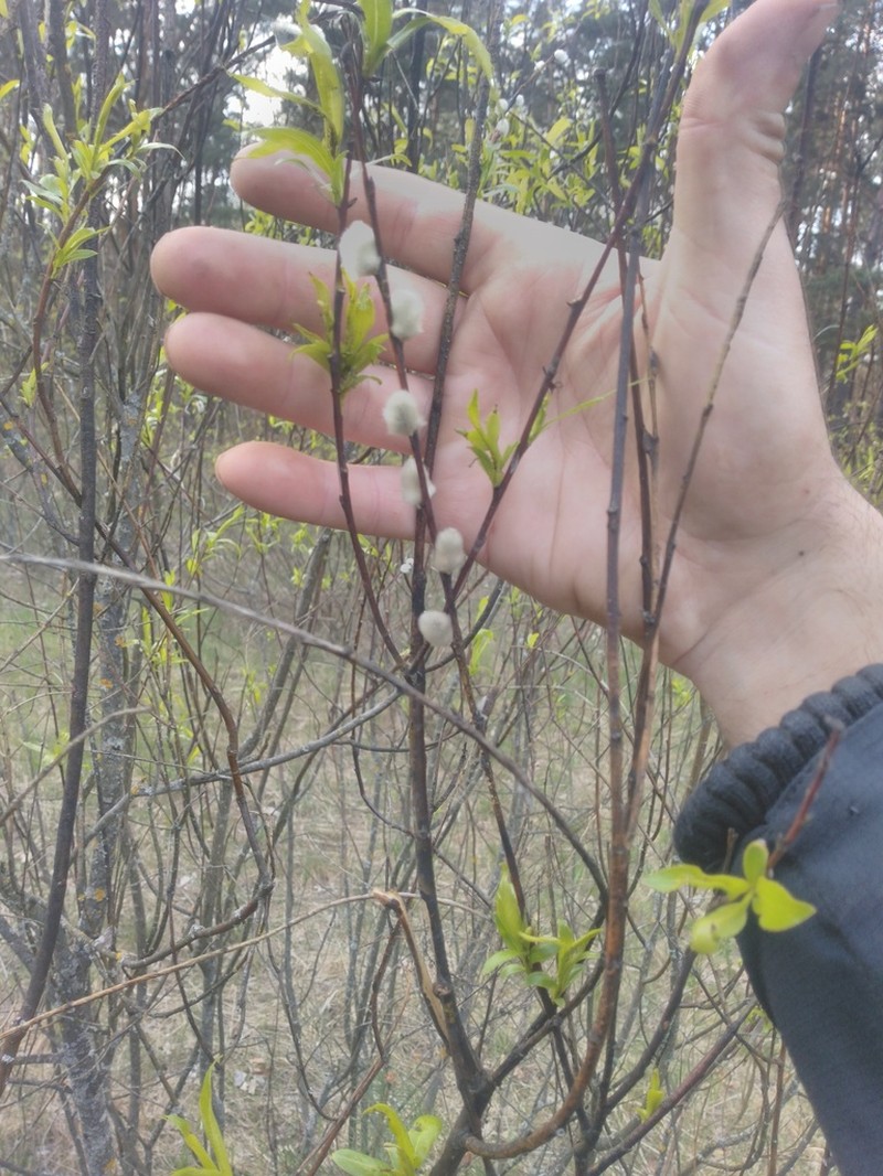 Salix acutifolia photo 3