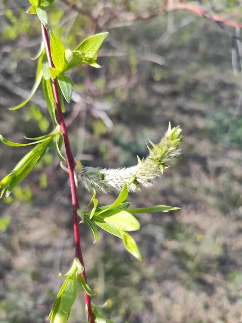 Salix acutifolia photo 4