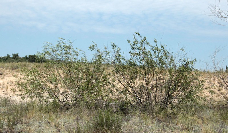 Salix acutifolia photo 5
