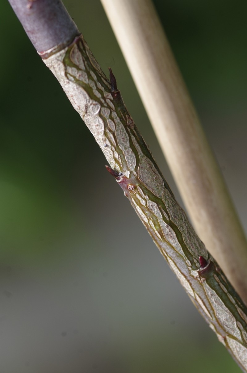 Salix acutifolia photo 6