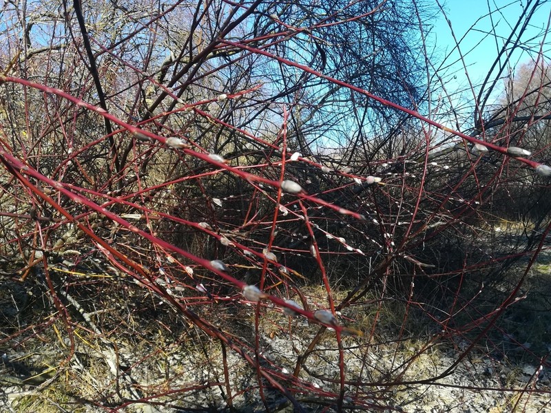 Salix acutifolia photo 7