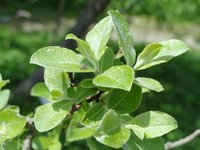 Sali aegyptiaca