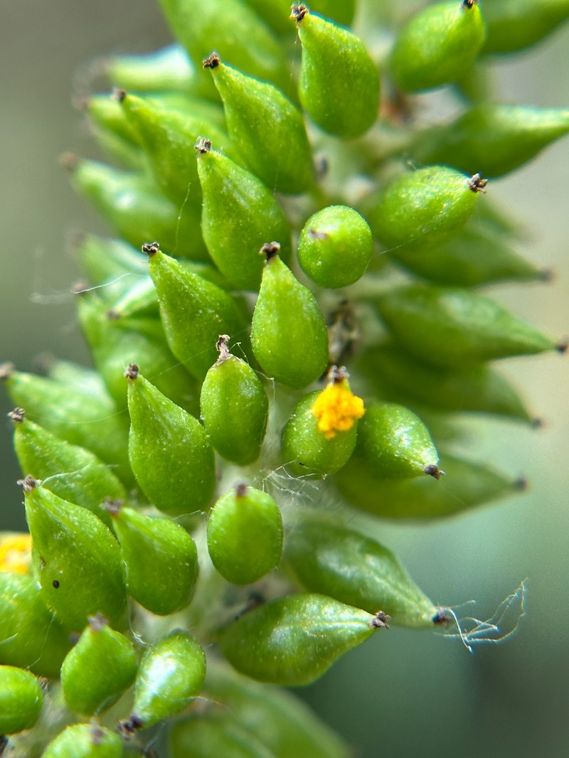 Salix aeruginosa photo 3
