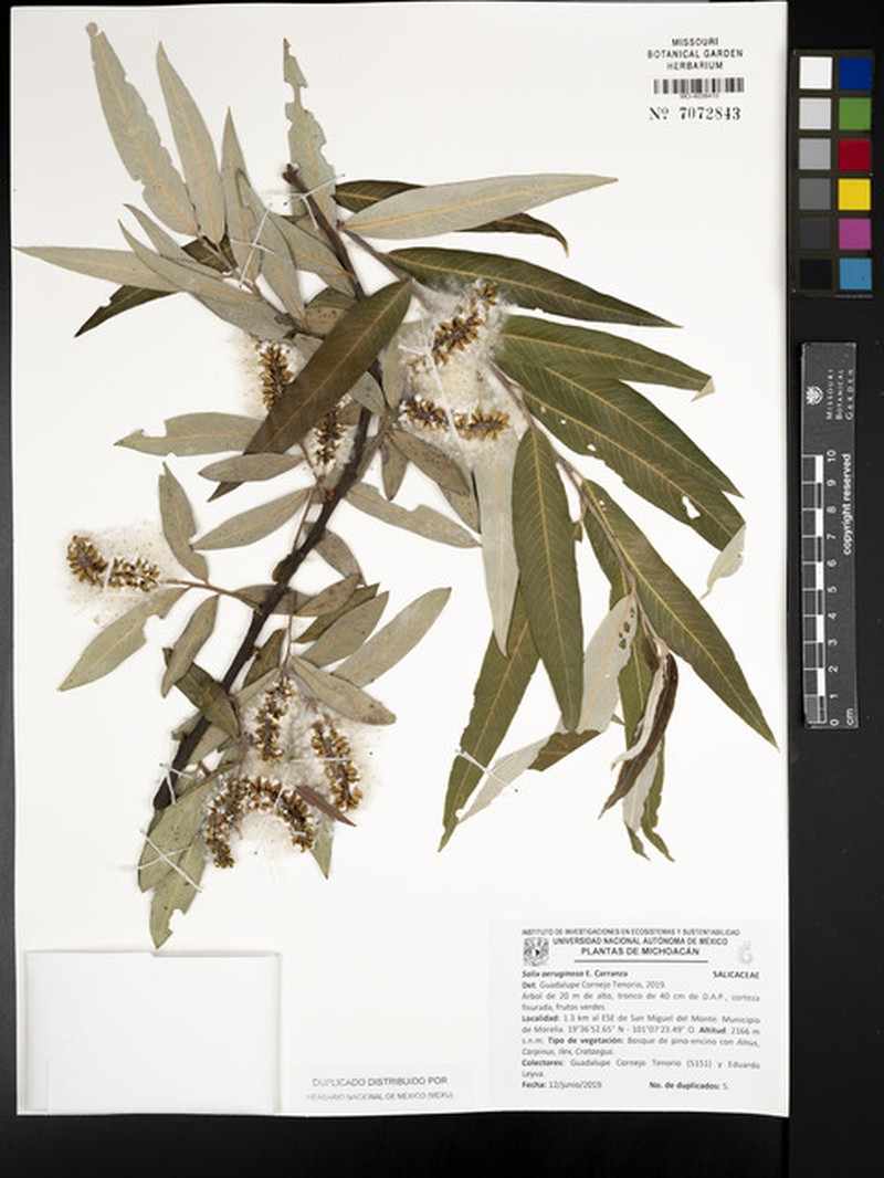 Salix aeruginosa photo 5