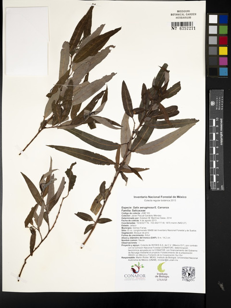 Salix aeruginosa photo 6