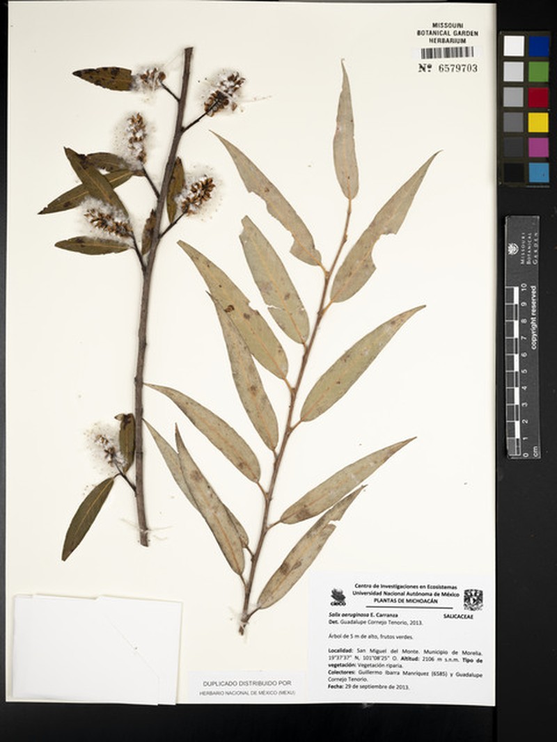 Salix aeruginosa photo 7