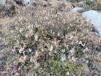 Salix alatavica