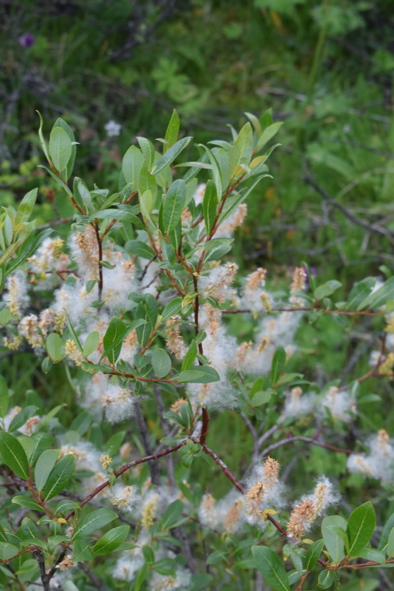 Salix alatavica photo 2