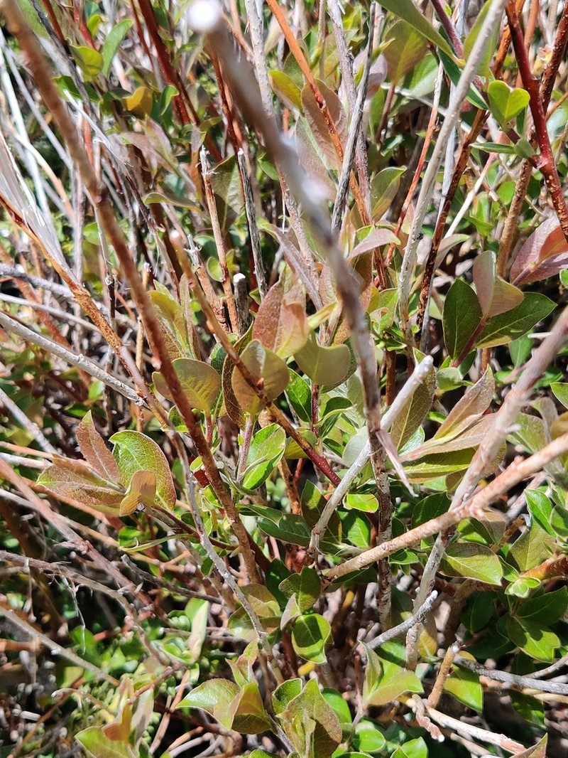 Salix alatavica photo 3