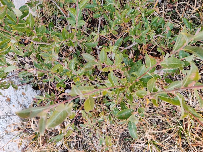 Salix alatavica photo 4