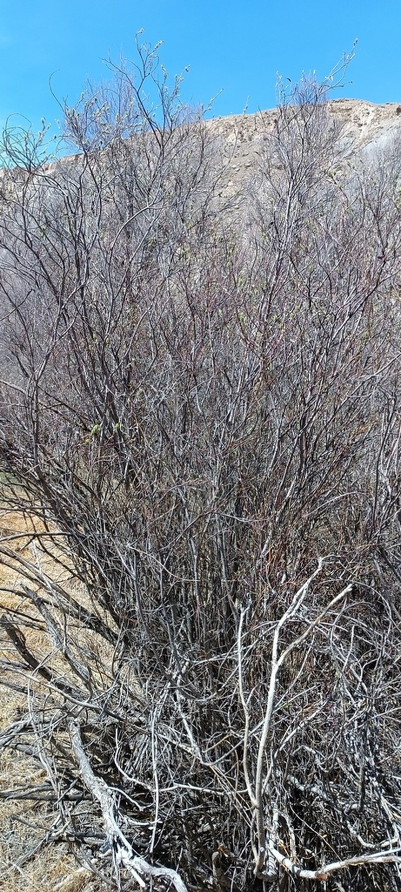 Salix alatavica photo 6