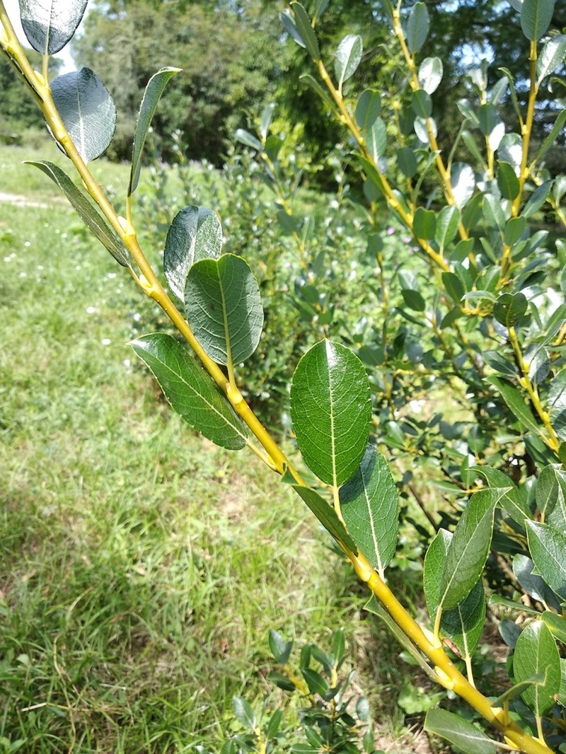 Salix alatavica photo 8