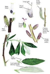 Feltleaf Willow