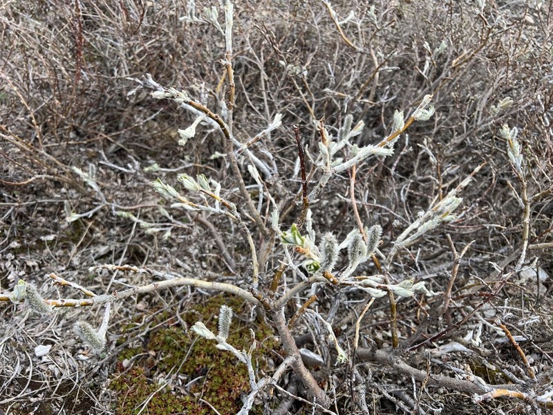 Feltleaf Willow photo 3