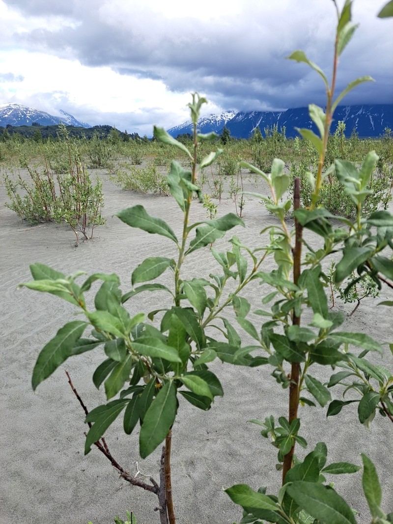 Feltleaf Willow photo 4