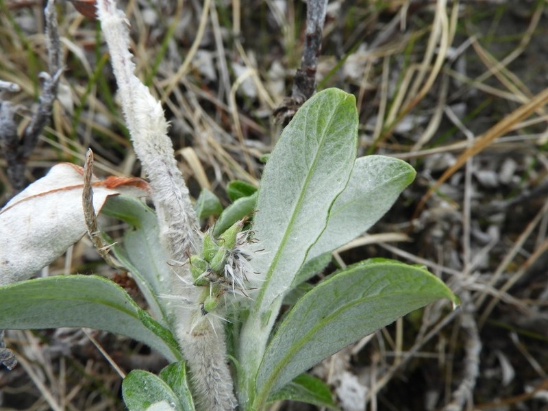 Feltleaf Willow photo 5