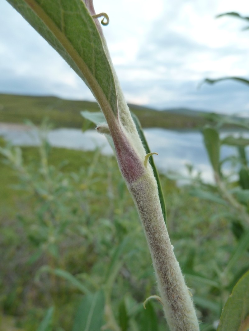 Feltleaf Willow photo 6