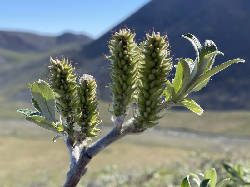 Feltleaf Willow photo 7