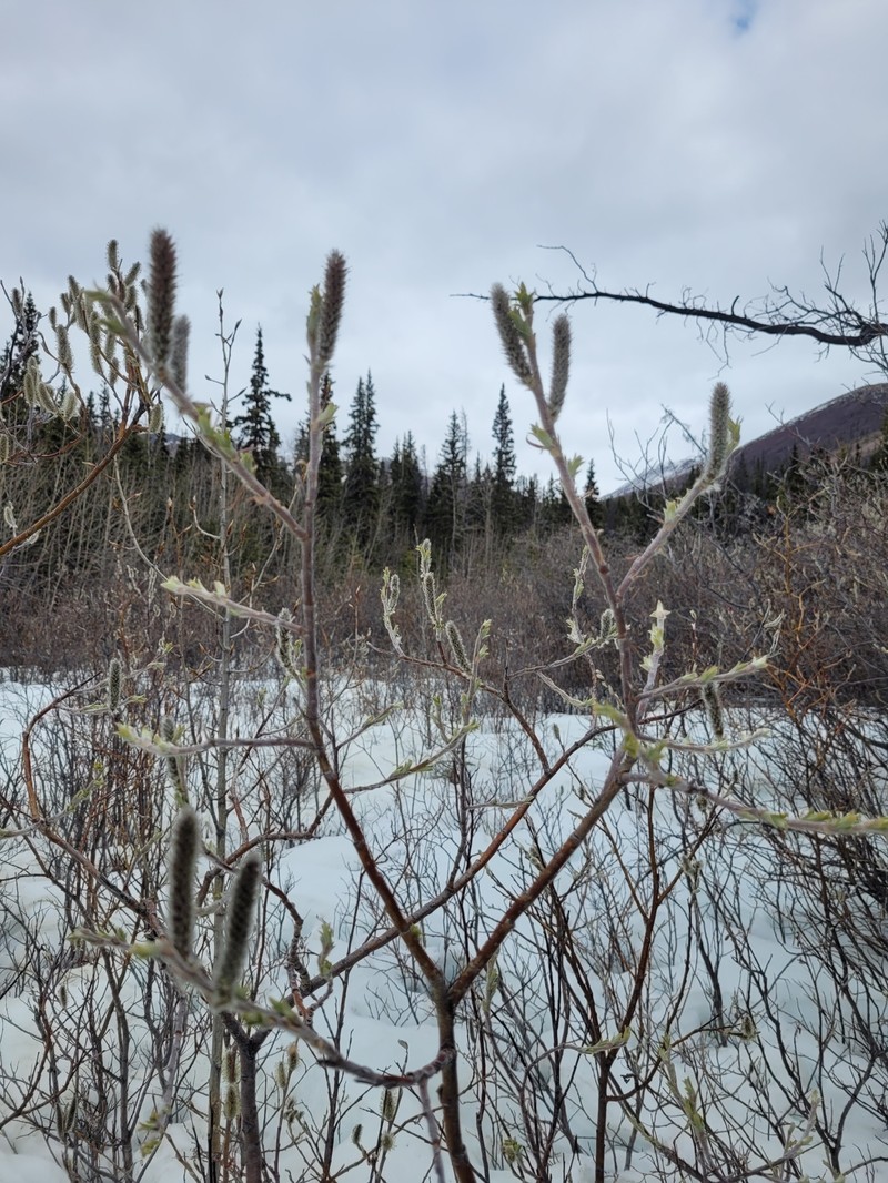 Salix alaxensis var. alaxensis