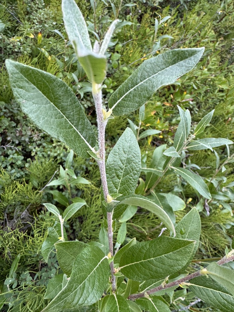 Salix alaxensis var. alaxensis photo 2