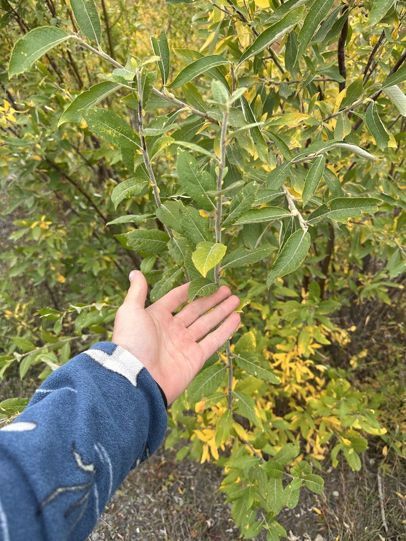 Salix alaxensis var. alaxensis photo 3