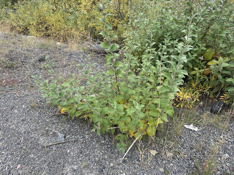 Salix alaxensis var. alaxensis photo 4