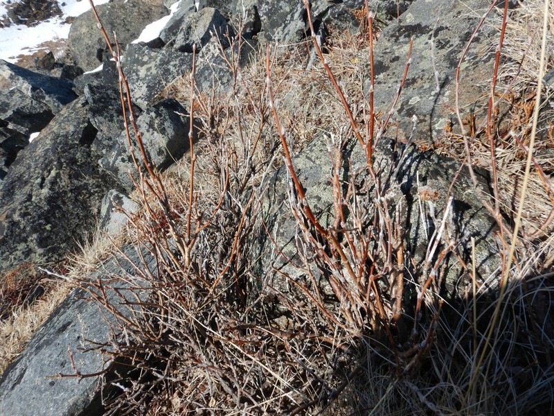 Salix alaxensis var. alaxensis photo 6