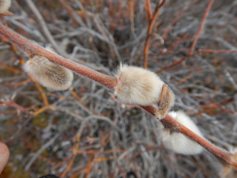 Salix alaxensis var. alaxensis photo 7