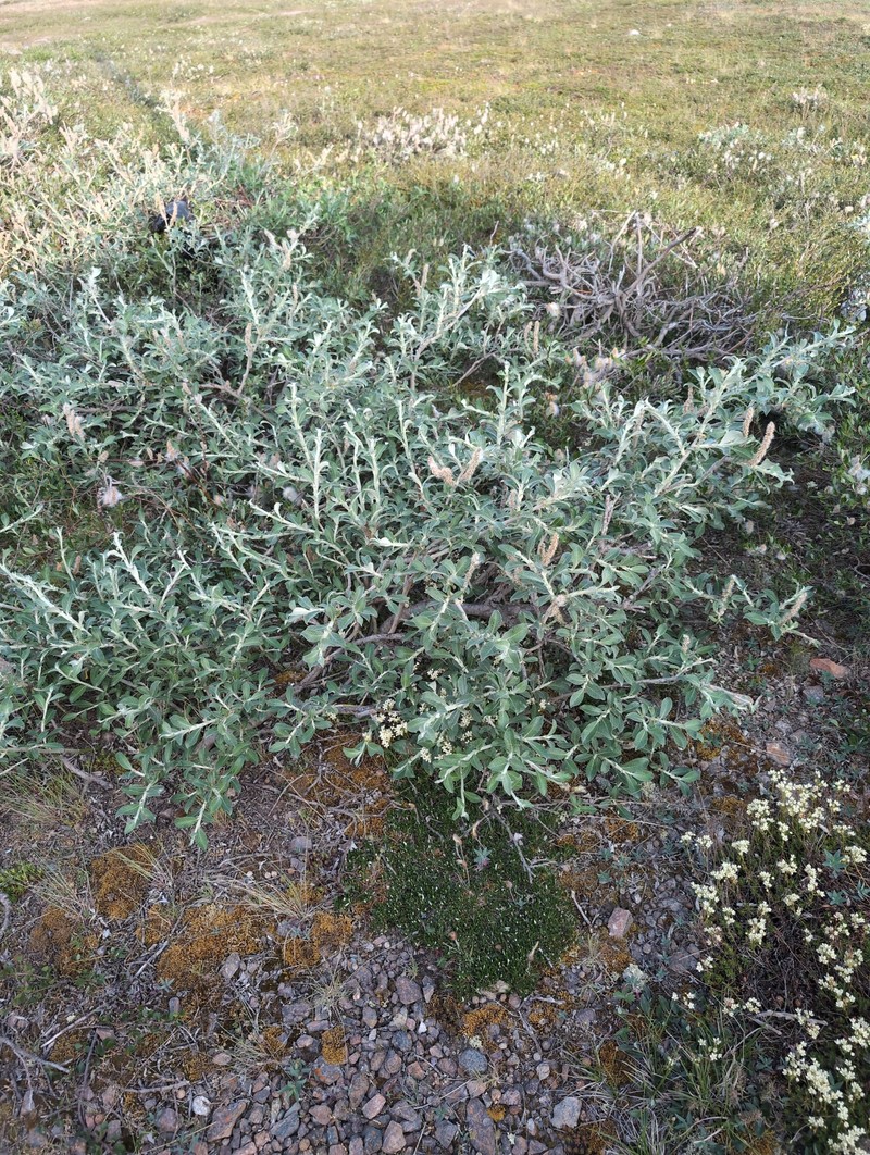 Salix alaxensis var. alaxensis photo 8