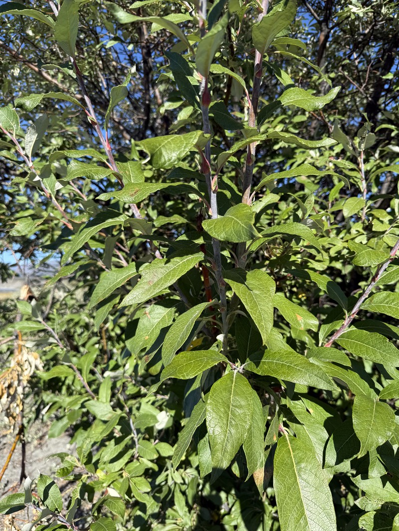 Salix alaxensis var. longistylis