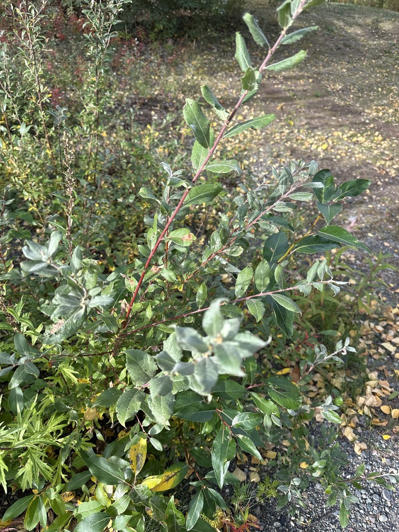 Salix alaxensis var. longistylis photo 2