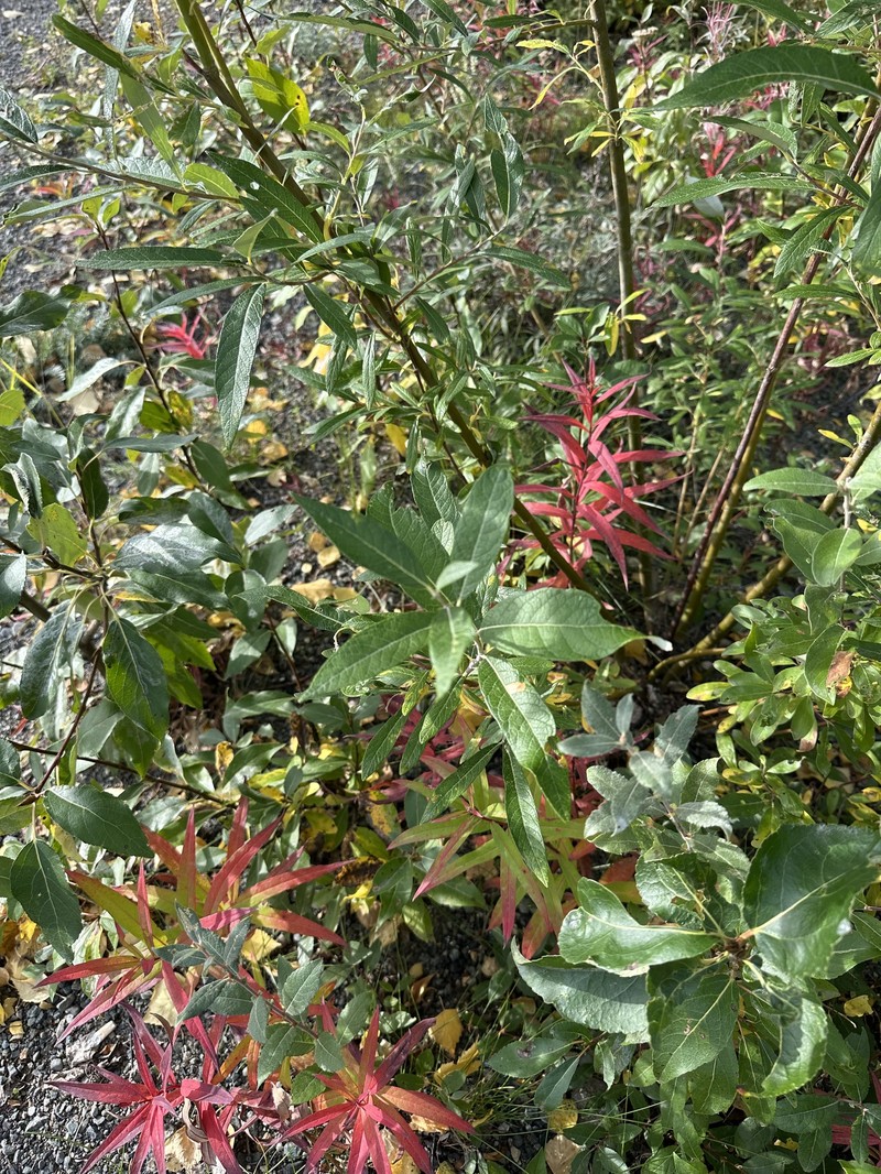 Salix alaxensis var. longistylis photo 3