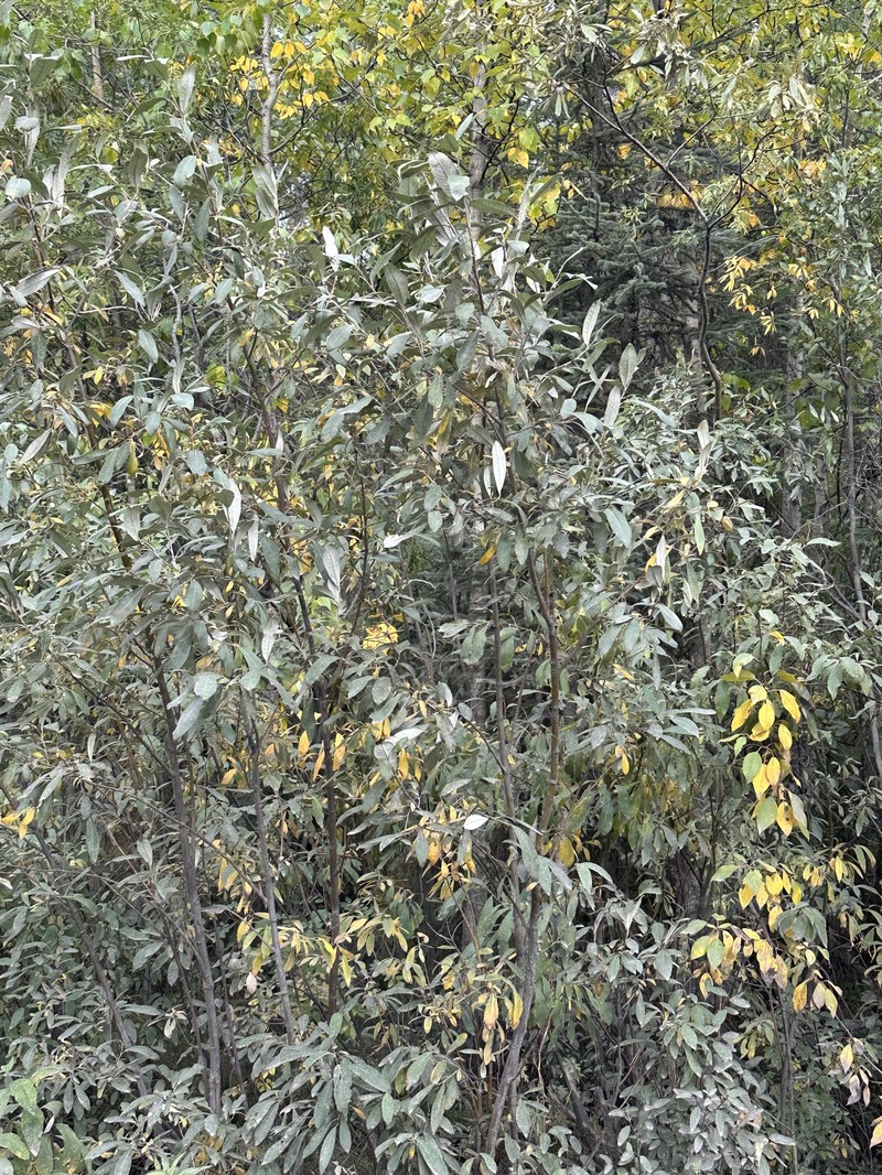 Salix alaxensis var. longistylis photo 4