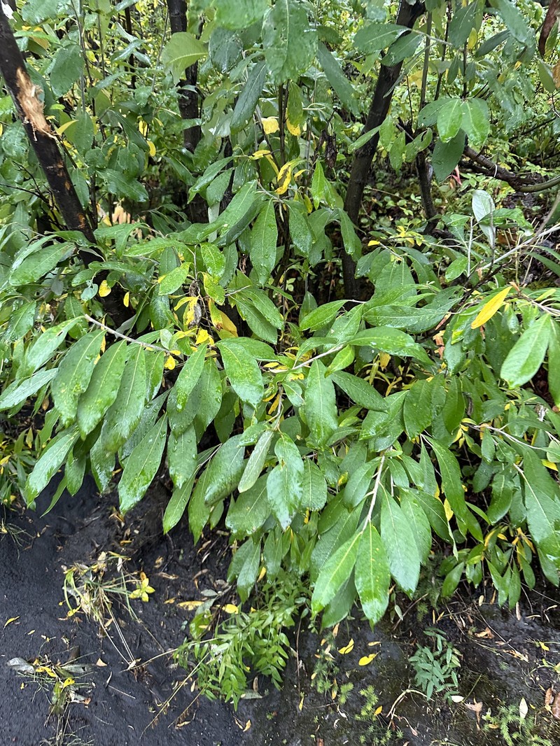 Salix alaxensis var. longistylis photo 5