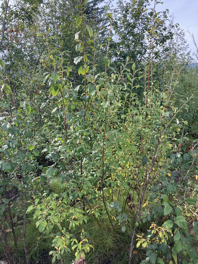 Salix alaxensis var. longistylis photo 6