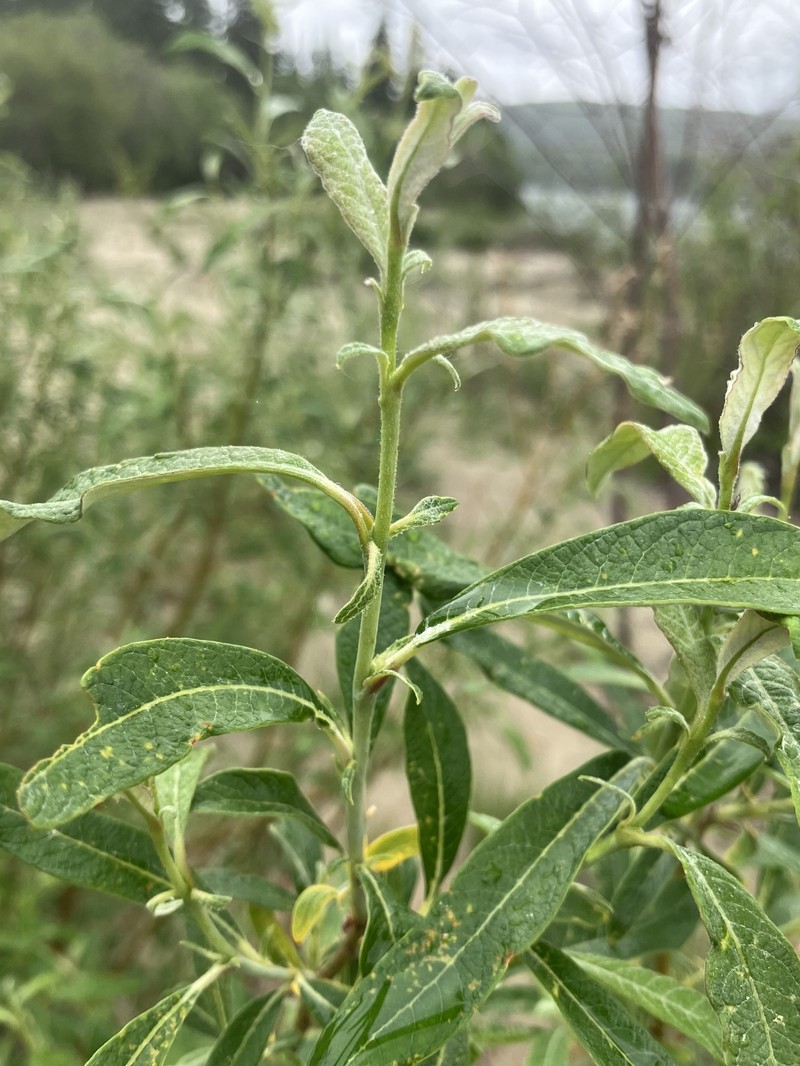 Salix alaxensis var. longistylis photo 7