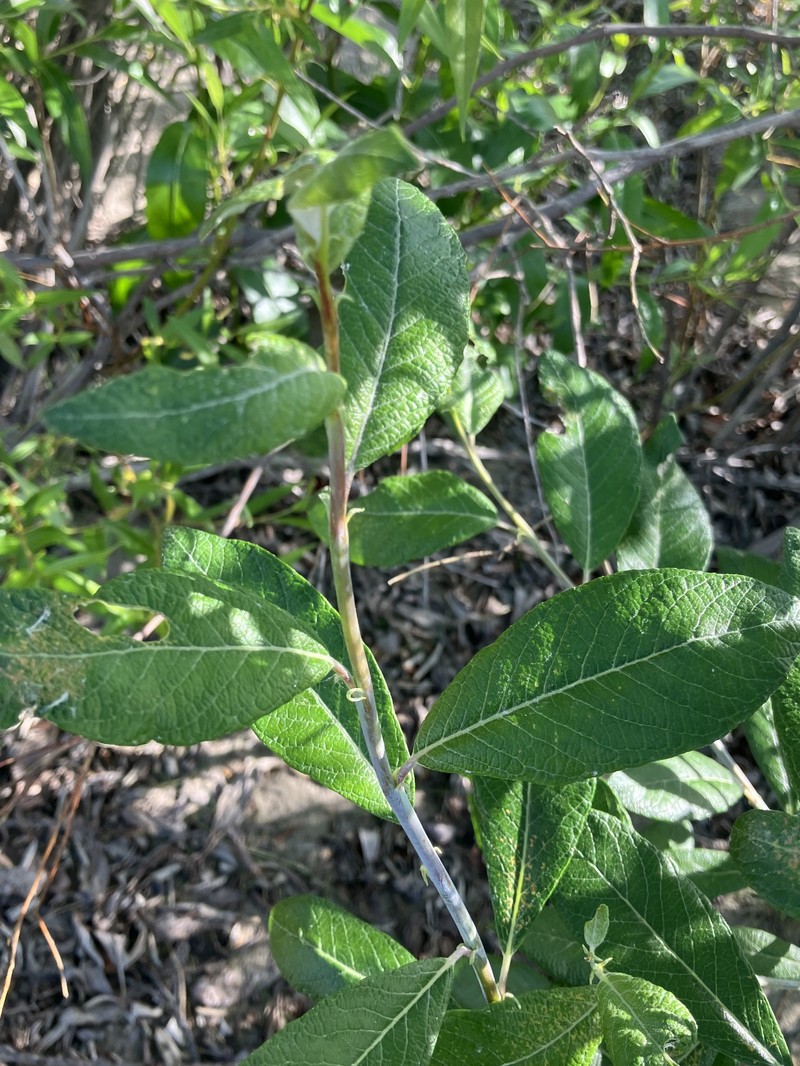 Salix alaxensis var. longistylis photo 8