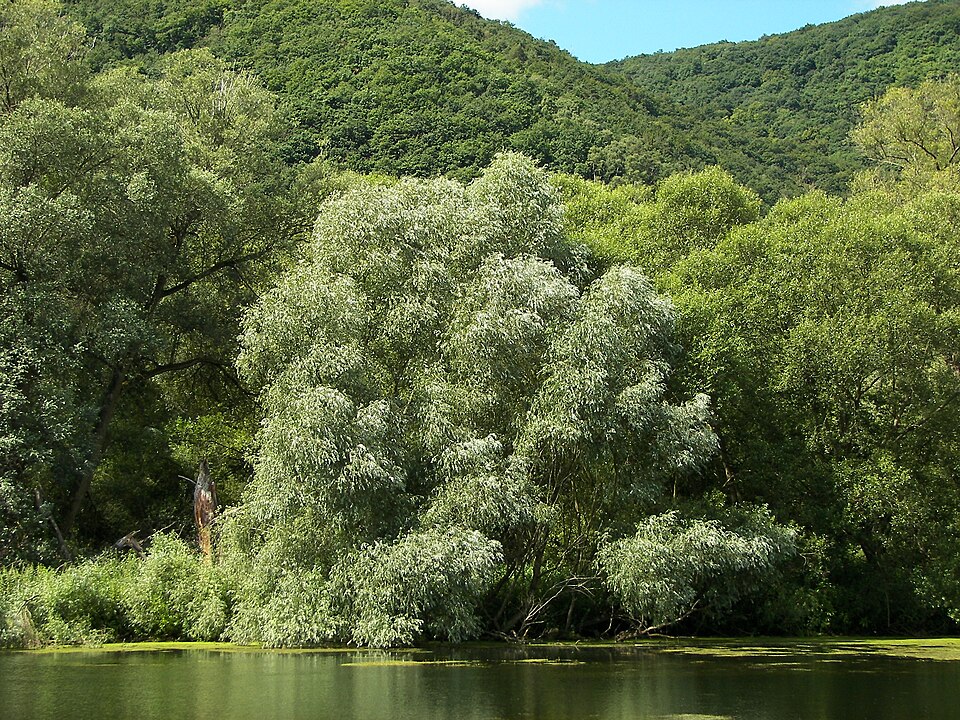 White Willow photo 6