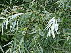 White Willow