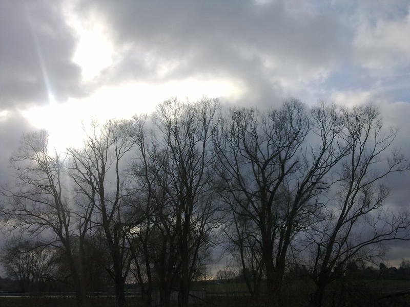 White Willow photo 3