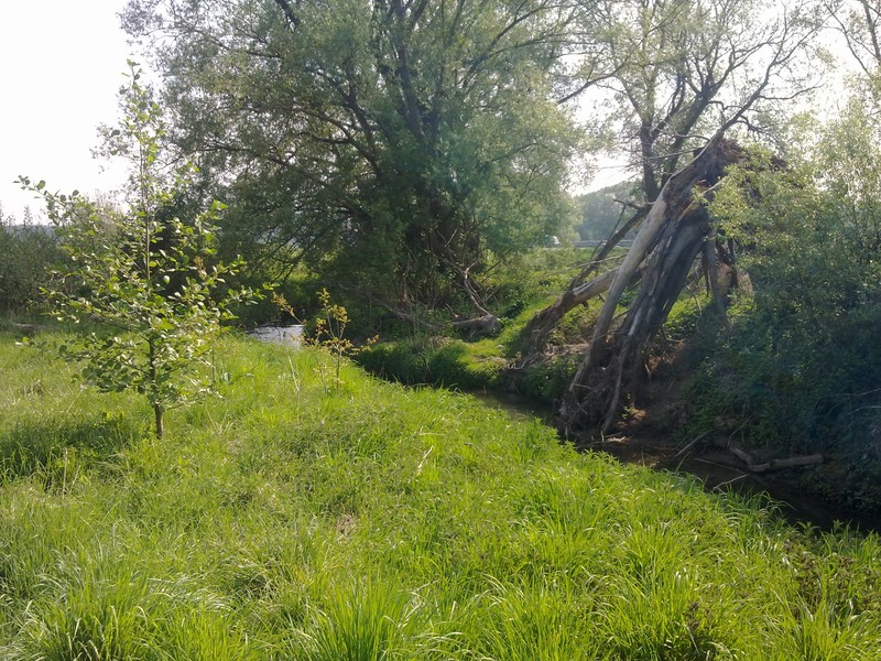 White Willow photo 4